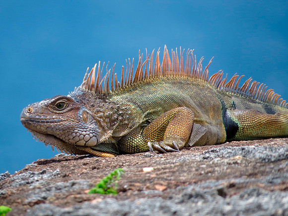 Iguana • San Juan, PR