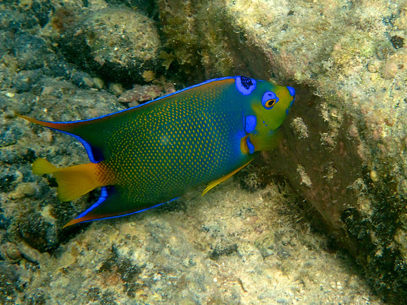 Queen angelfish