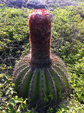 Cactus